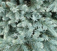 Blue Star Juniper