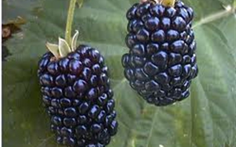 Apache Thornless Blackberry - 1 Gallon - Blackberry Bushes | ToGoGarden