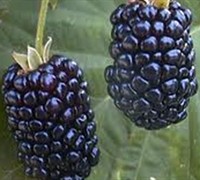 Apache Thornless Blackberry