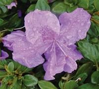 Autumn Lilac Encore Azalea