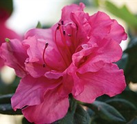 Shop Autumn Rouge Encore Azalea - 1 Gallon