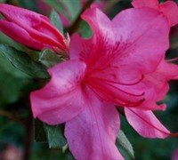 Shop Autumn Sundance Encore Azalea - 1 Gallon