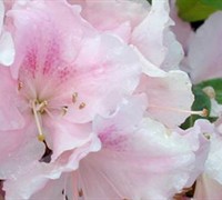 Autumn Sweetheart Encore Azalea