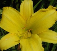 Hemerocallis Happy Returns Daylily