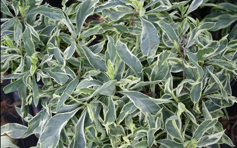Shady Lady Anise - Illicium floridanum 'Shady Lady' - 1 gallon - Evergreen Shrubs | ToGoGarden