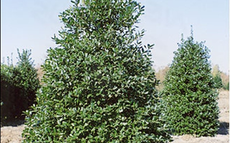 Needlepoint Holly - 2.5 Quart - Perennial Plants | ToGoGarden