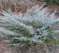 Angelica Blue Juniper - Juniperus chinensis 'Angelica Blue'