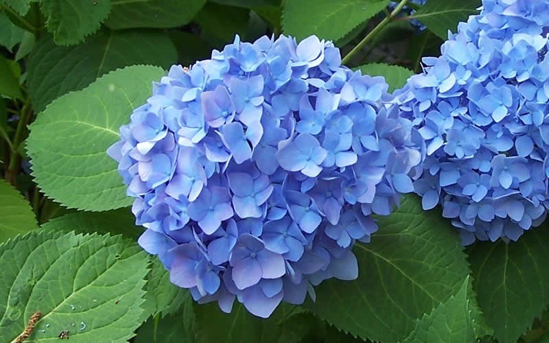 Image result for blue hydrangea