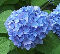 Shop Glory Blue Hydrangea - 1 Gallon