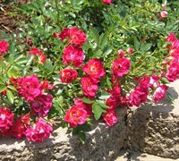 Red Ribbons Groundcover Rose