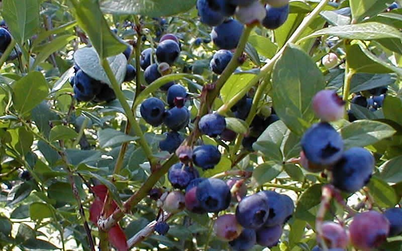 Woodard Blueberry Shrub Photo 1