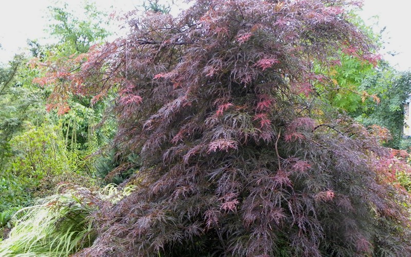 Garnet Japanese Maple Photo 3