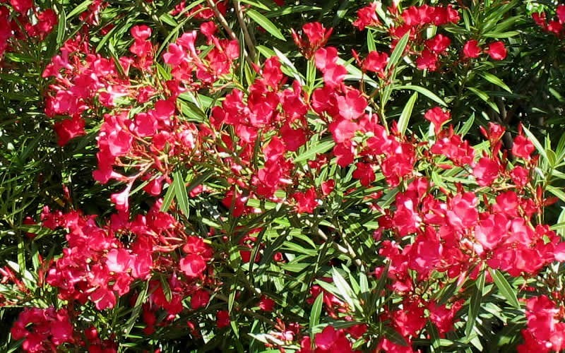 Cardinal Red Oleander - 1 Gallon - Butterfly Attracting Shrubs | ToGoGarden