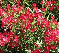 Cardinal Red Oleander