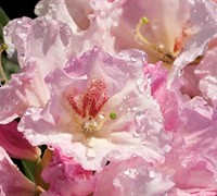 Shop Southgate Breeze Rhododendron - 2.5 Quart