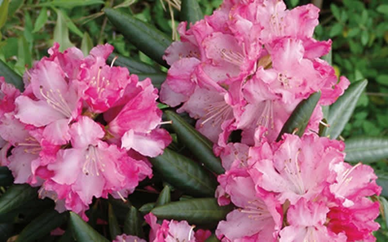 Southgate Brandi Rhododendron - 2.5 Quart - Flowering Shrubs | ToGoGarden