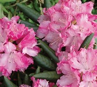 Southgate Brandi Rhododendron