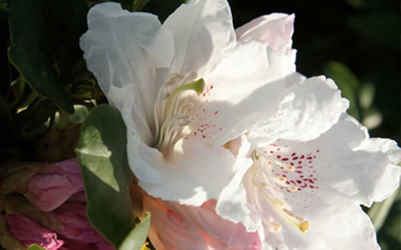 Southgate Divine Rhododendron - 2.5 Quart - Rhododendrons & Native Azaleas | ToGoGarden