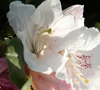 Shop Southgate Divine Rhododendron - 2.5 Quart