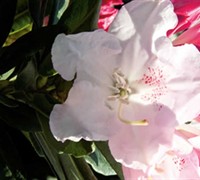 Southgate Grace Rhododendron