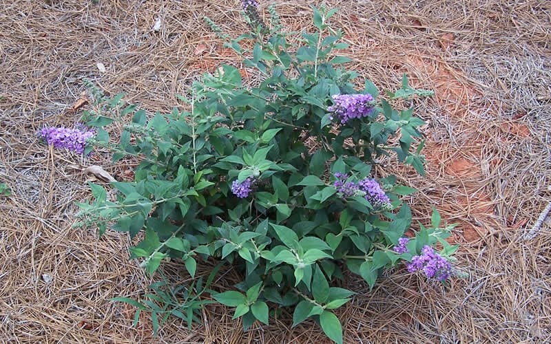Lo & Behold Blue Chip Butterfly Bush Photo 6