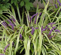 Variegated Liriope