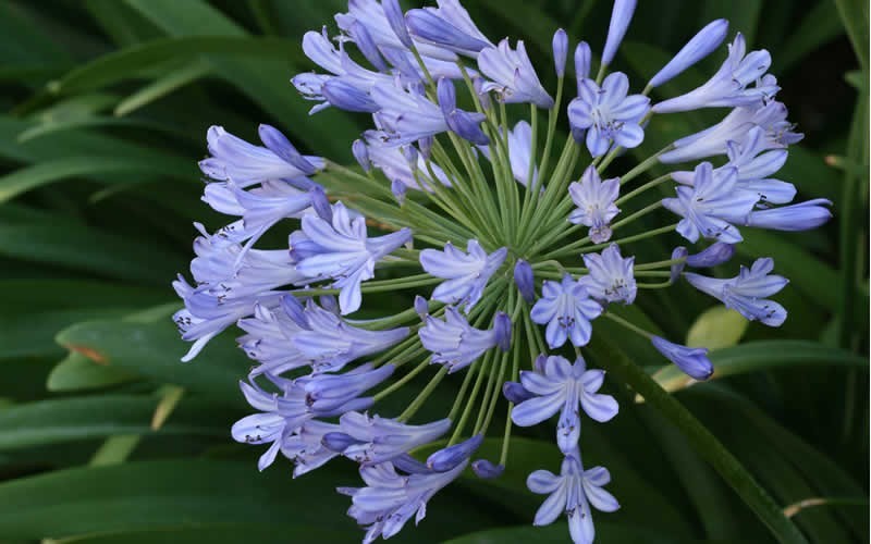 Lily of the Nile - Agapanthus africanus 'Peter Pan Blue' - 1 Gallon - Deer Resistant Perennials | ToGoGarden