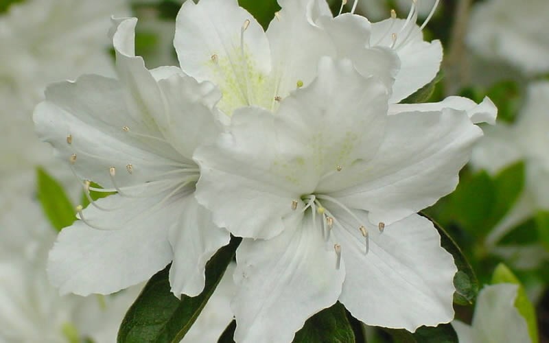 Buy White Gumpo Azalea - 1 Gallon - Azalea Shrubs - Buy Plants Online