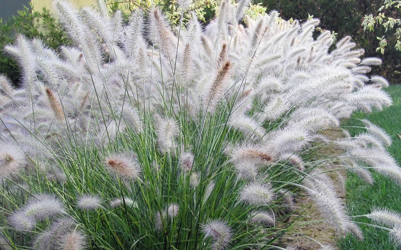 Hameln Dwarf Fountain Grass - Pennisetum - 1 Gallon - Ornamental Grass ...