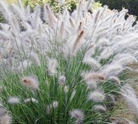 Shop Hameln Dwarf Fountain Grass - Pennisetum - 1 Gallon