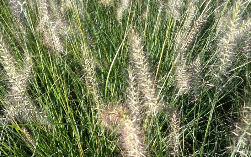 Hameln Dwarf Fountain Grass - Pennisetum Photo 2