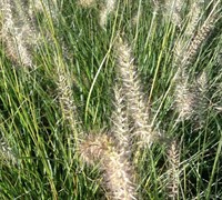 Hameln Dwarf Fountain Grass - Pennisetum