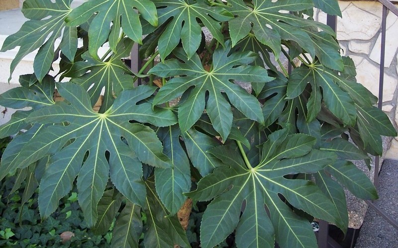 Japanese Aralia - Fatsia japonica - 12 Count Flat of Pint Pots - Shade Loving Perennials | ToGoGarden