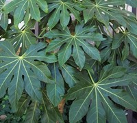 Japanese Aralia - Fatsia japonica