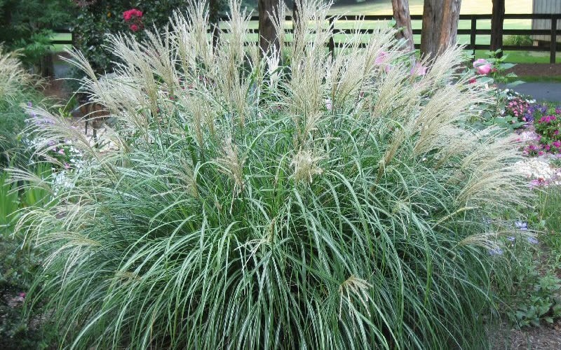 Adagio Dwarf Maiden Grass - Miscanthus sinensis 'Adagio' Photo 1