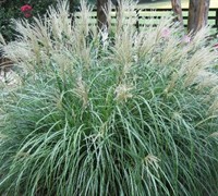 Shop Adagio Dwarf Maiden Grass - Miscanthus sinensis 'Adagio' - 3 Gallon