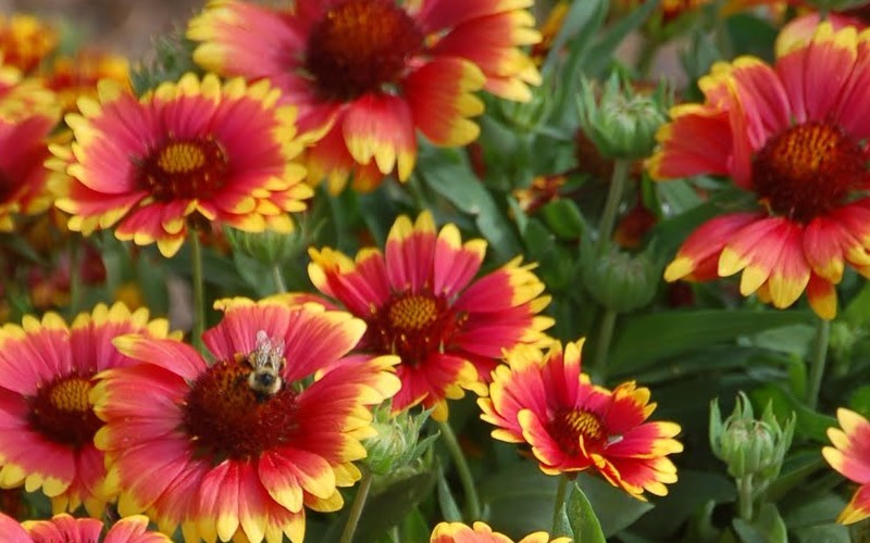 Gaillardia aristata Arizona Sun Blanket Flower  - 1 Gallon - Buy Plants | ToGoGarden