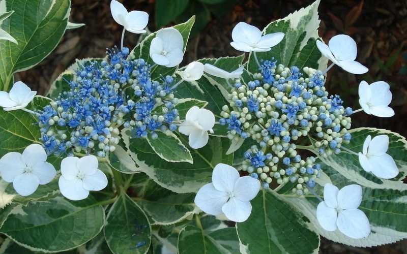 Buy Variegated Lacecap Hydrangea  Hydrangea macrophylla 39;Mariesii 