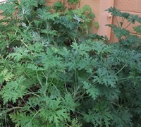 Shop Pelargonium citronella    Mosquito Plant    6 ct. flats - 6 Count Flat of Quart Pots