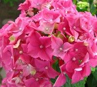 Shop Merritts Supreme Hydrangea - 1 Gallon