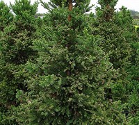 Black Dragon Japanese Cedar