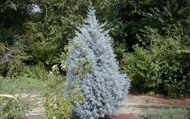 blue cypress tree types