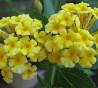 Chapel Hill Yellow Hardy Lantana