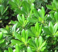 Green Pittosporum