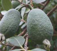 Feijoa Pineapple Guava - Acca Sellowiana