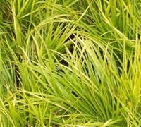 Acorus gramineus 'Ogon' - Dwarf Golden Sweet Flag Acorus gramineus 'Ogon' - Dwarf Golden Sweet Flag