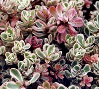 Sedum spurium 'Tricolor' - Tricolor Stonecrop