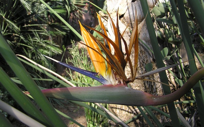 Orange Bird of Paradise - Strelitzia reginae Photo 4