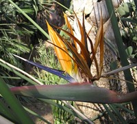 Orange Bird of Paradise - Strelitzia reginae