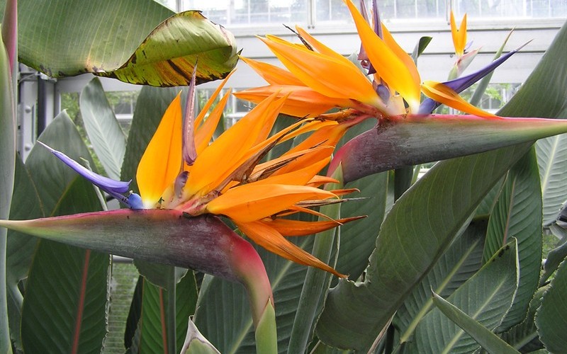 Orange Bird of Paradise - Strelitzia reginae Photo 3
